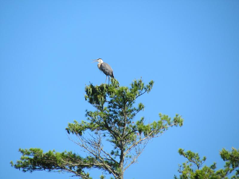 #bird-column, #boothbay-register, #jeff-and-allison-wells, #birds, #maine